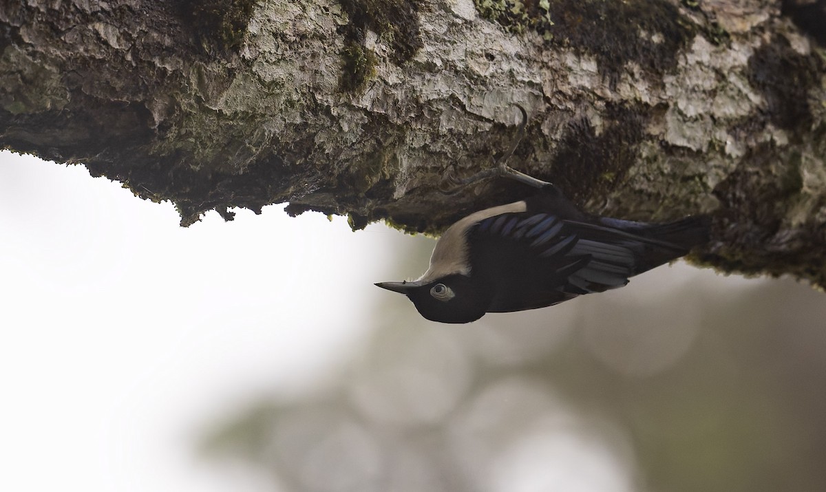 Blue Nuthatch - ML628876469