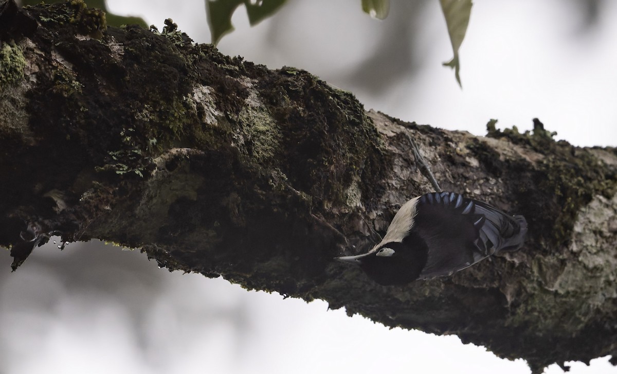 Blue Nuthatch - ML628876470