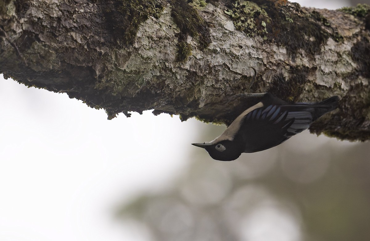 Blue Nuthatch - ML628876471