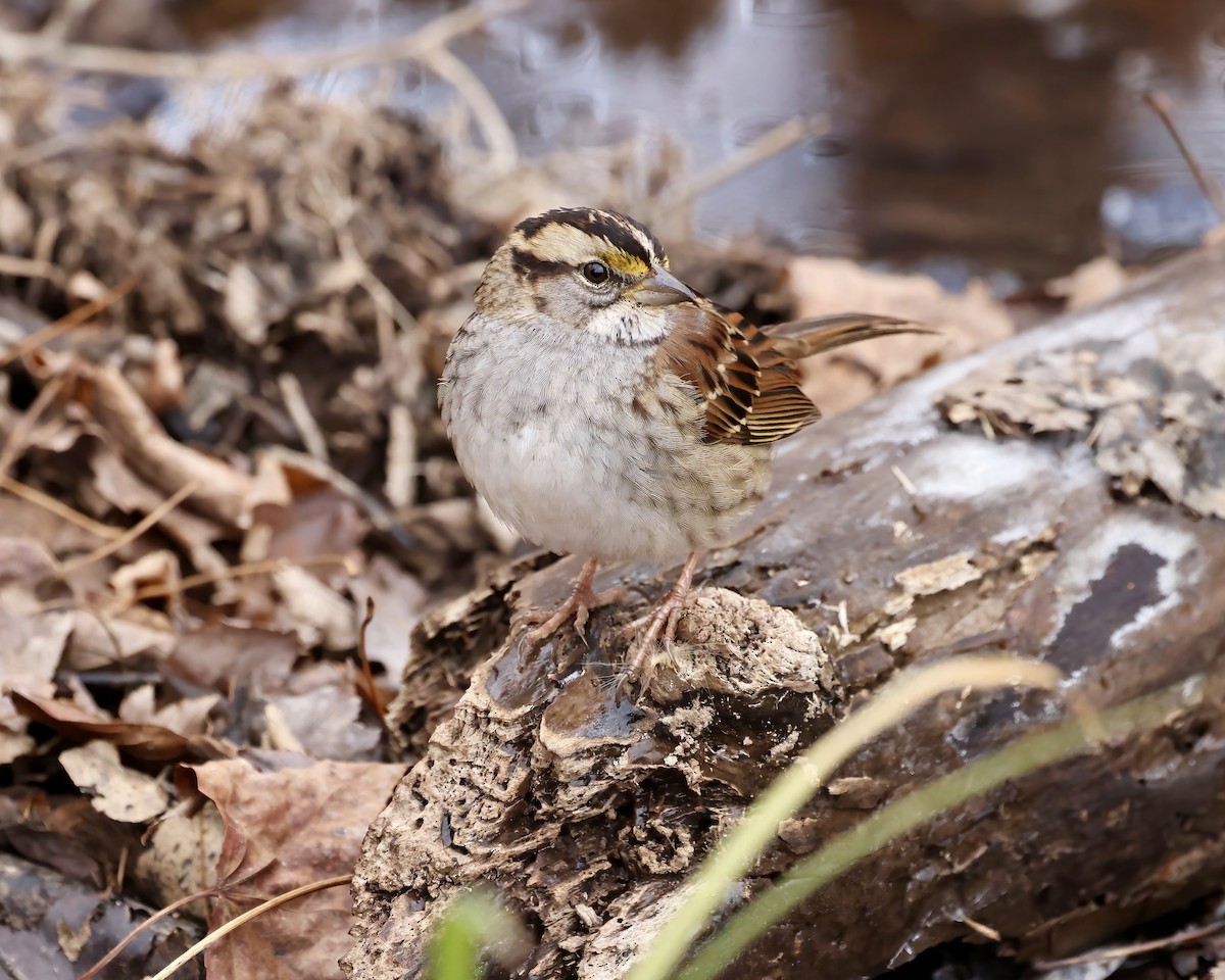 White-throated Sparrow - ML628876512