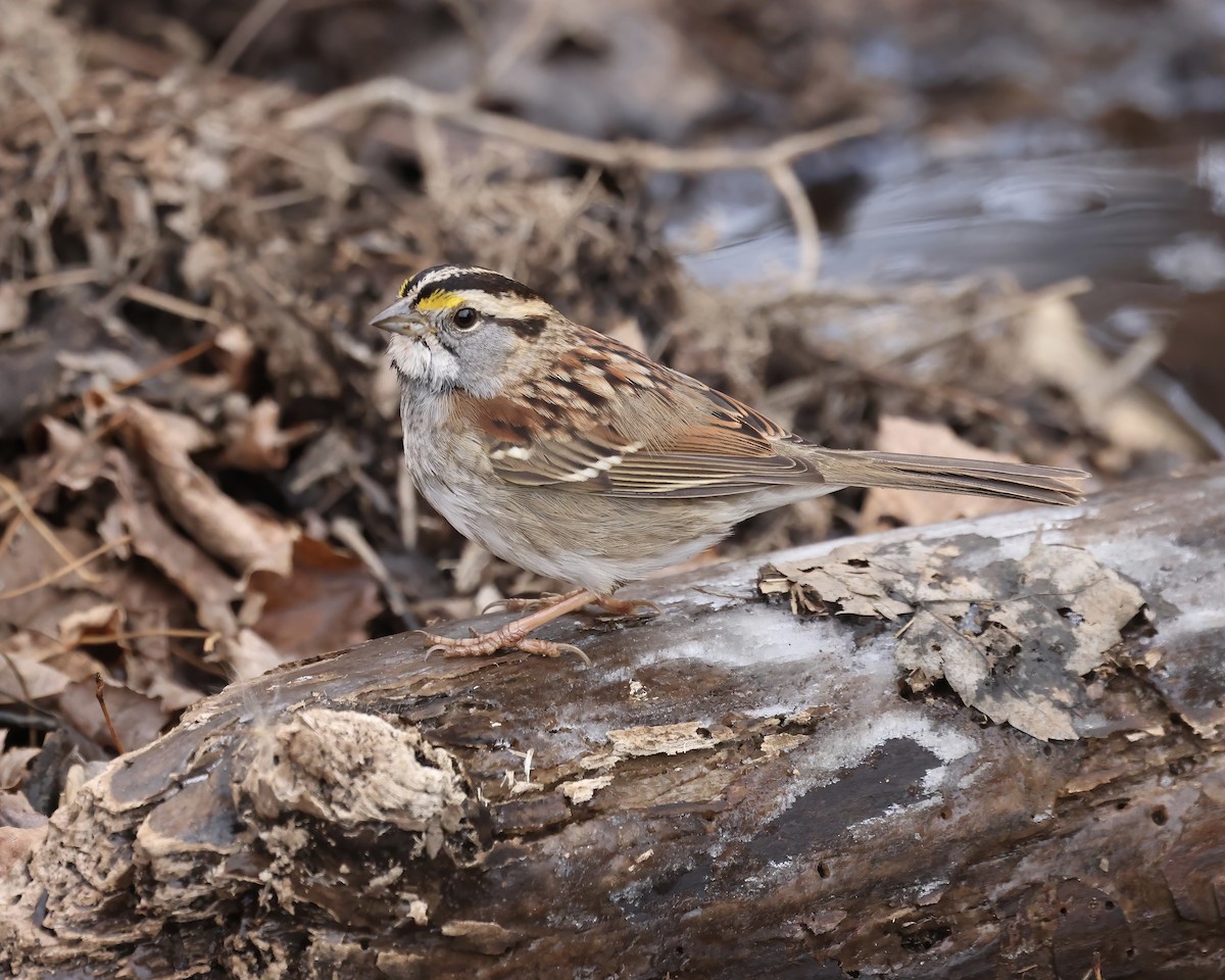 White-throated Sparrow - ML628876513