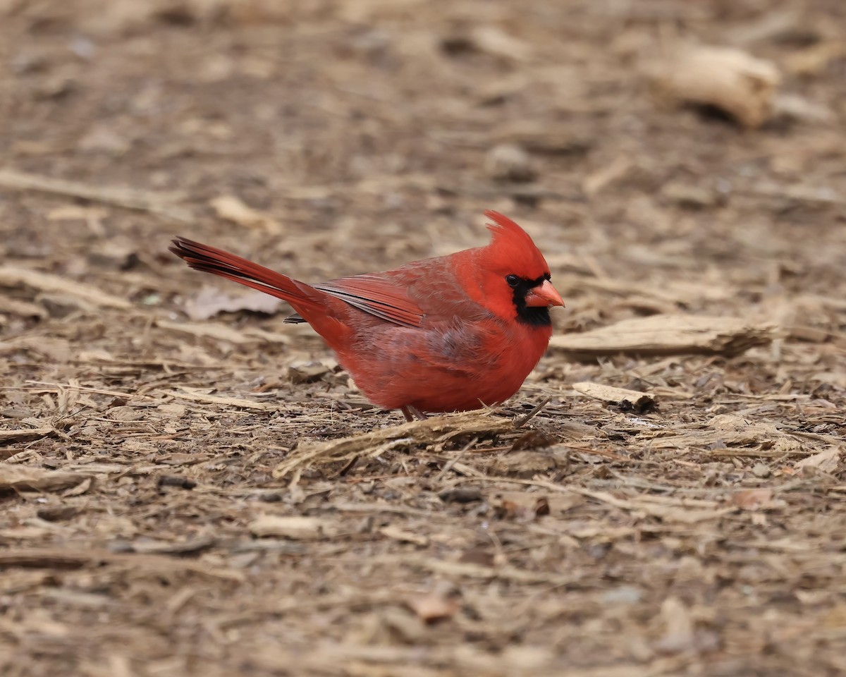 Northern Cardinal - ML628876538