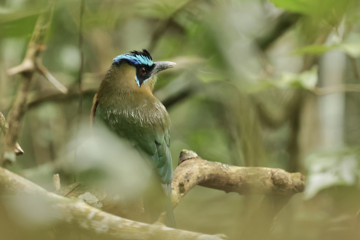 Lesson's Motmot - ML628876707