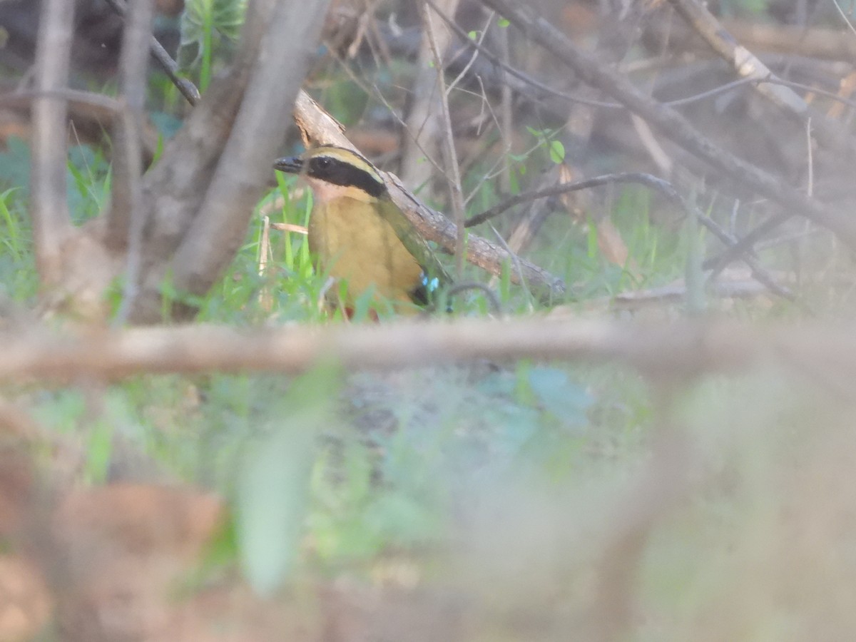 African Pitta - ML628876710