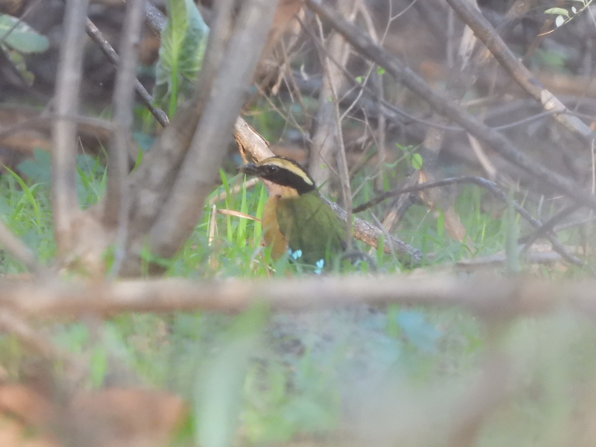 African Pitta - ML628876711