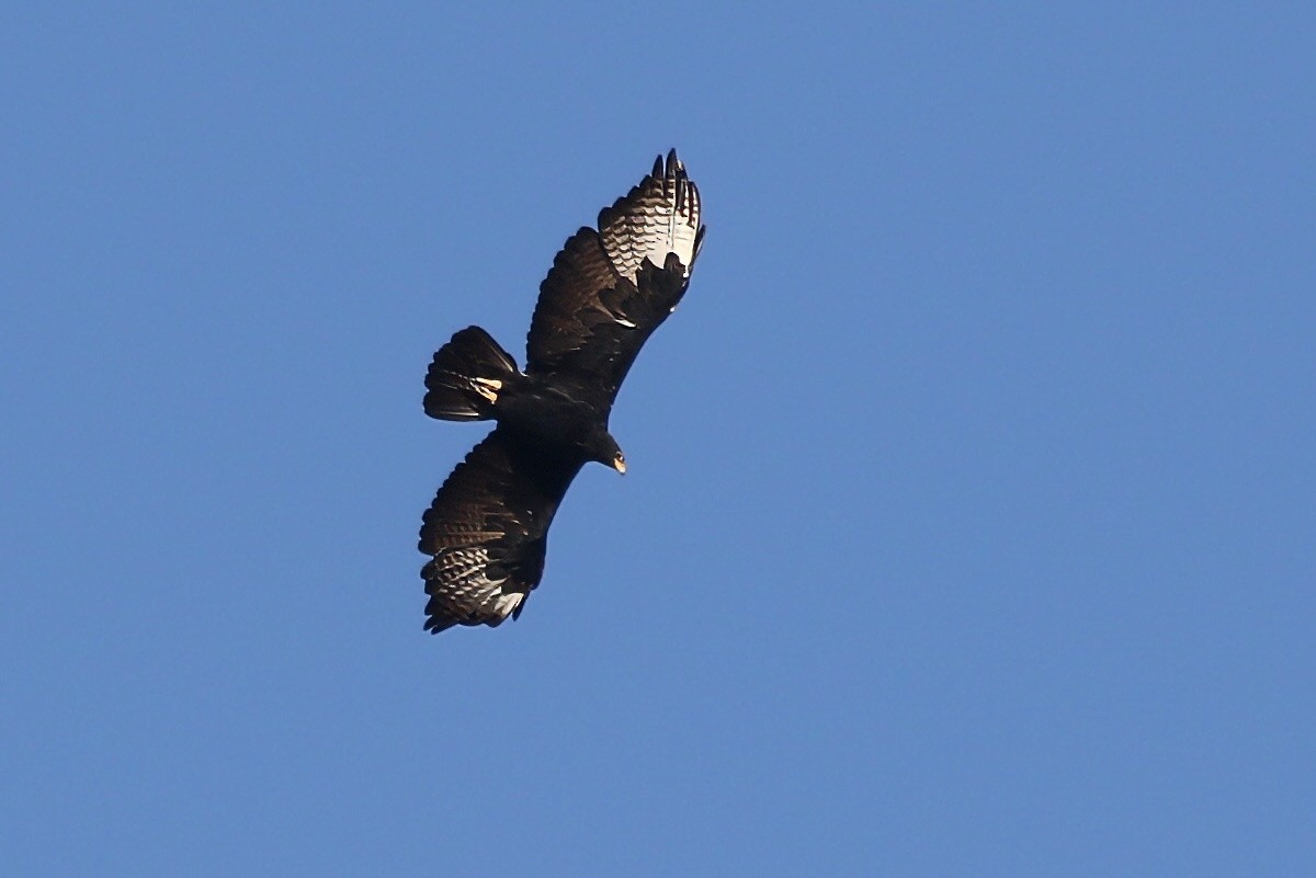 Verreaux's Eagle - ML628876827