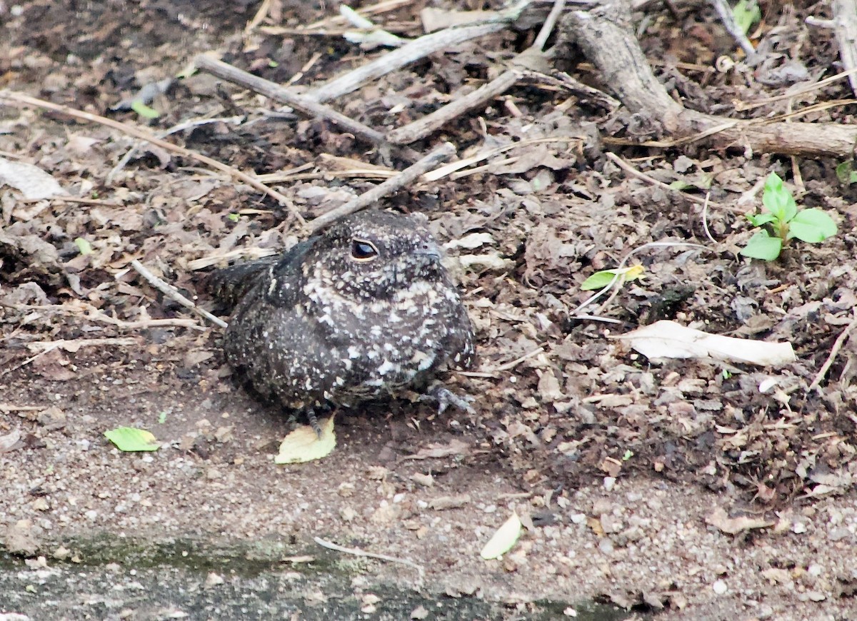 Pygmy Nightjar - ML628876899