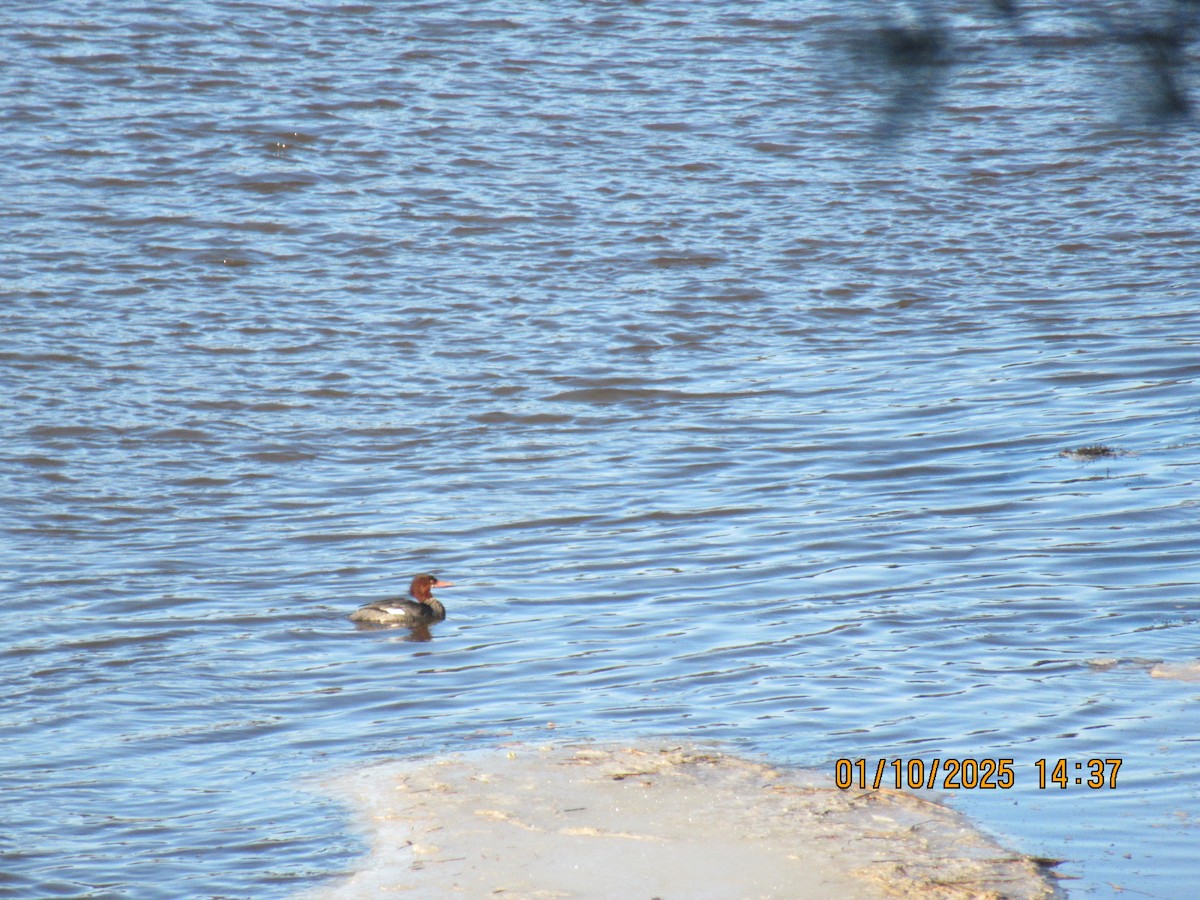 Common Merganser - ML628876994