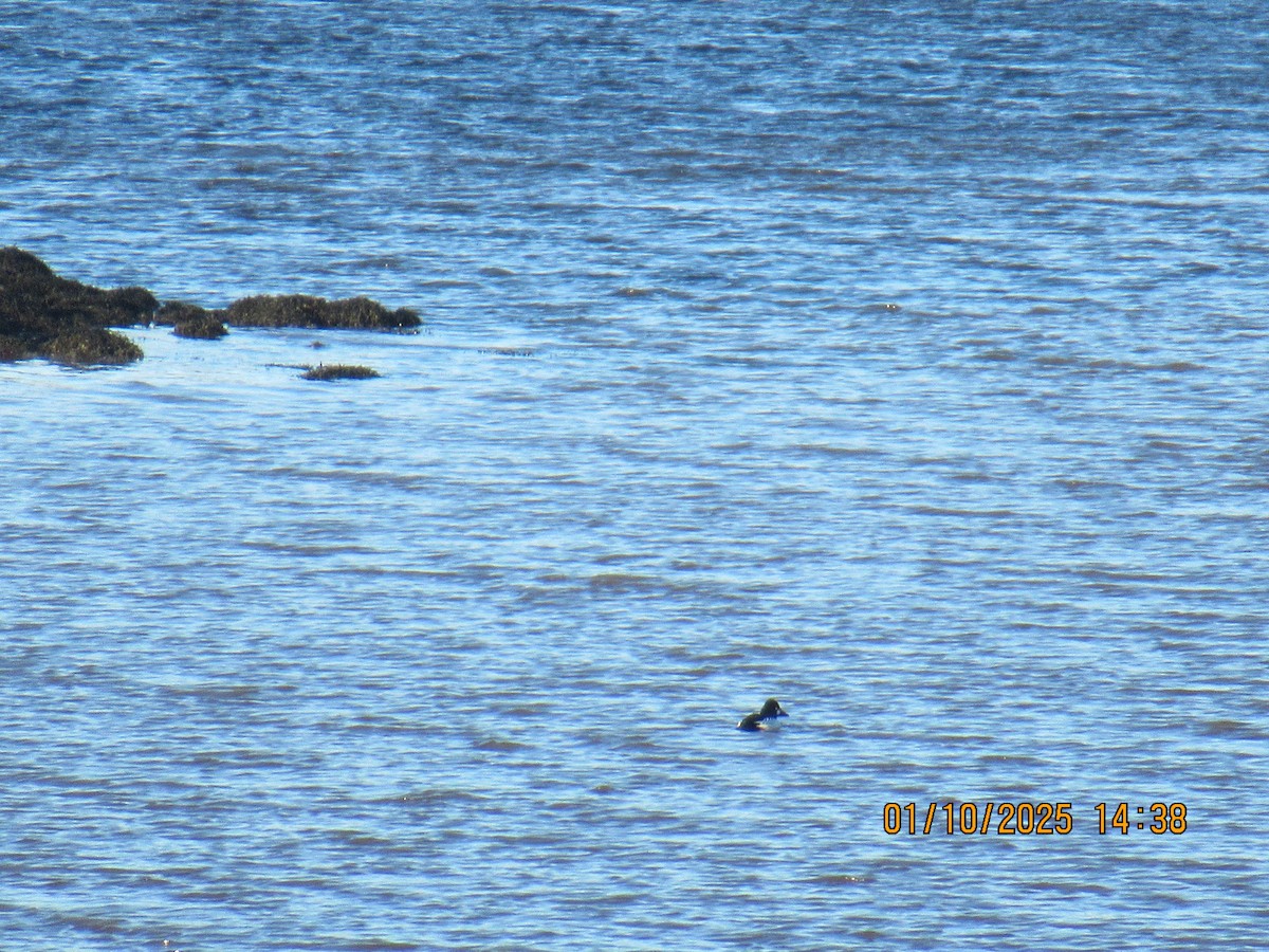 Common Goldeneye - ML628877003