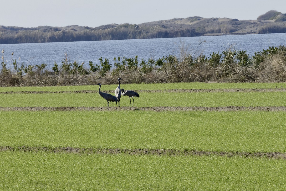 Хархираа тогоруу - ML628877021
