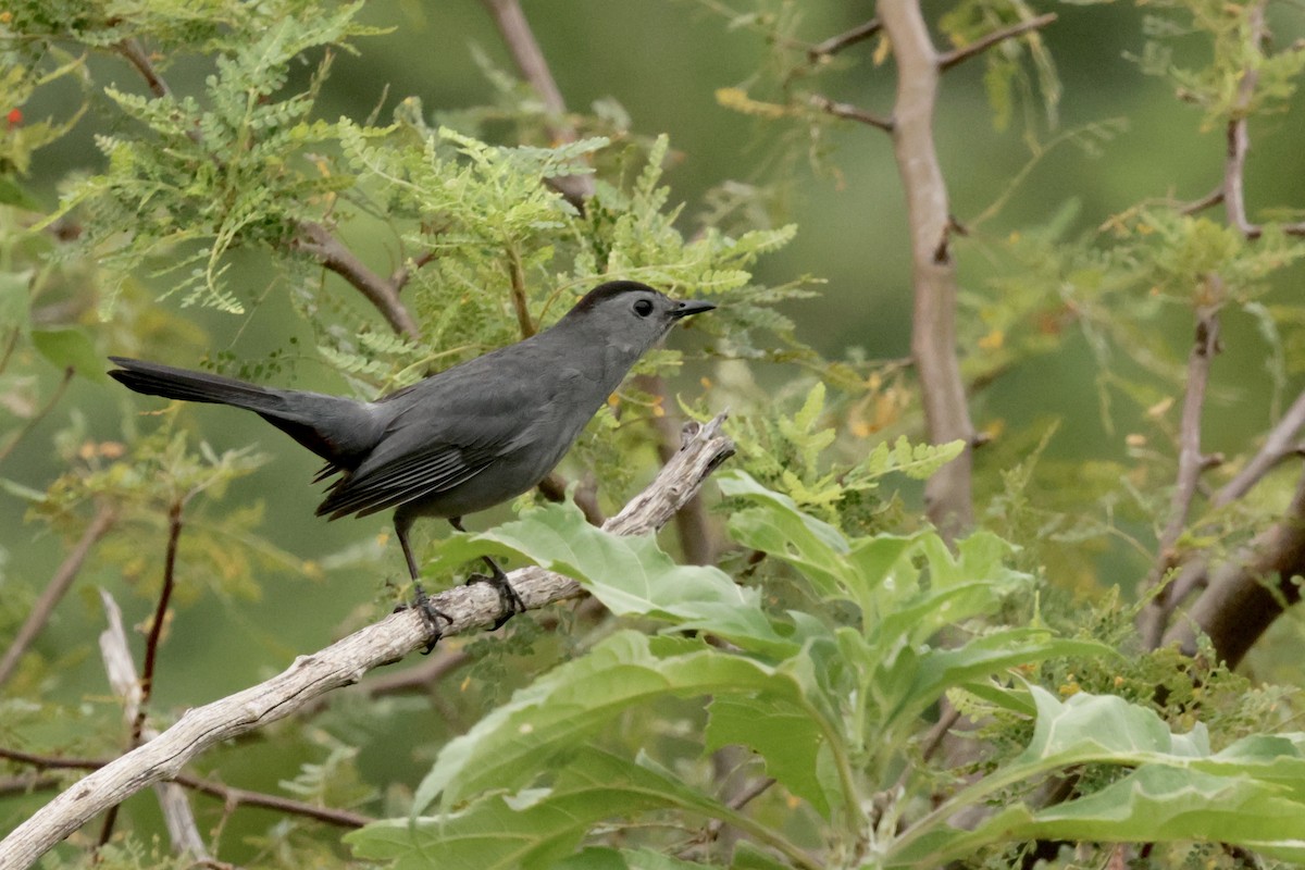 Gray Catbird - ML628877065