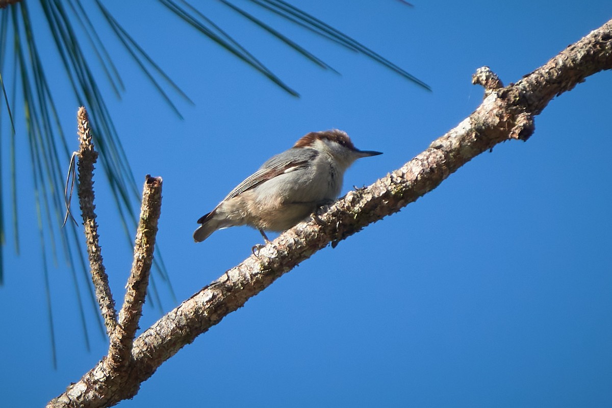 Brown-headed Nuthatch - ML628877207