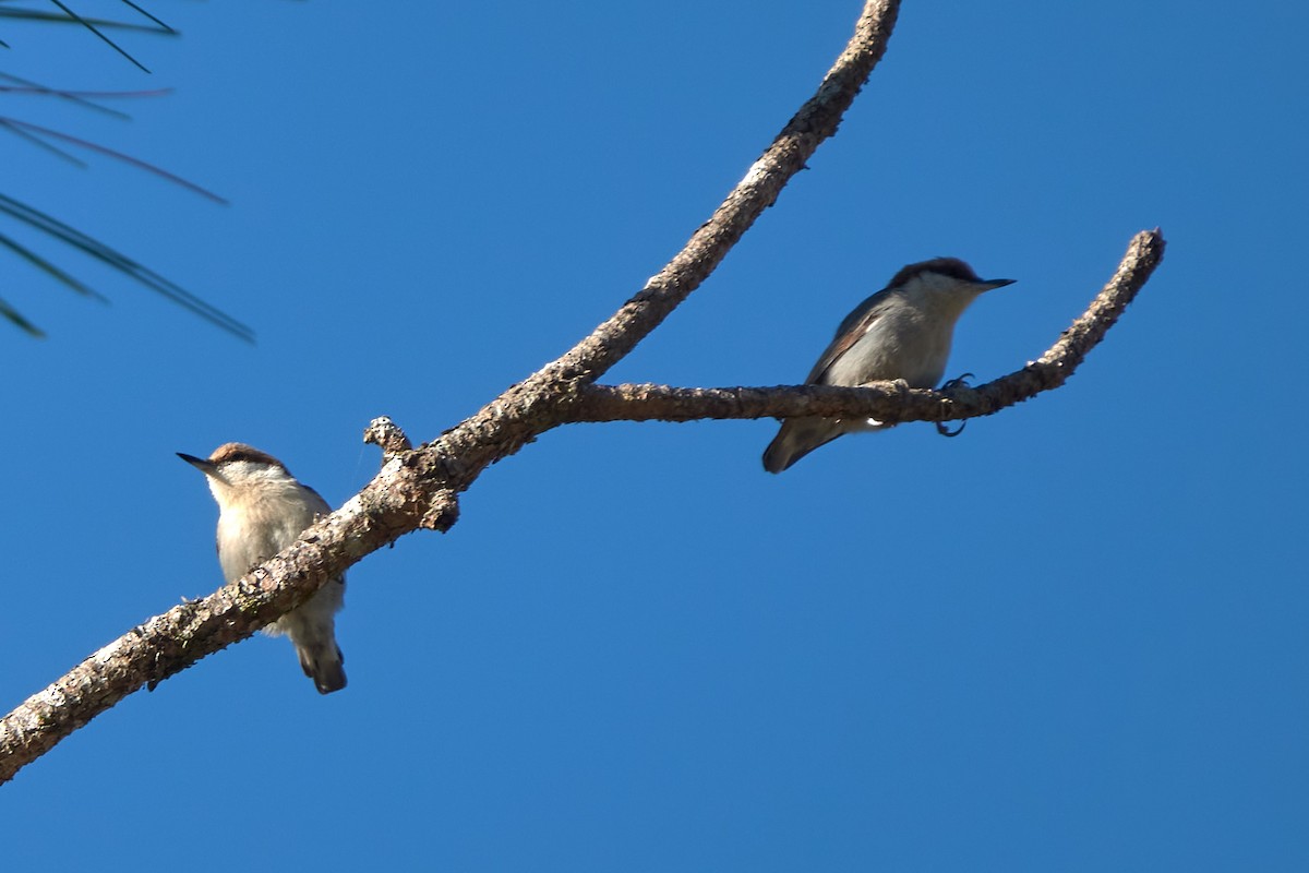 Brown-headed Nuthatch - ML628877208