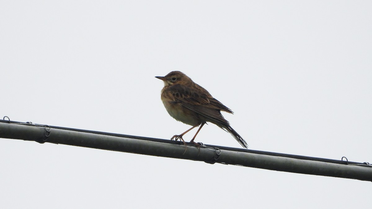 Richard's Pipit - ML628877209