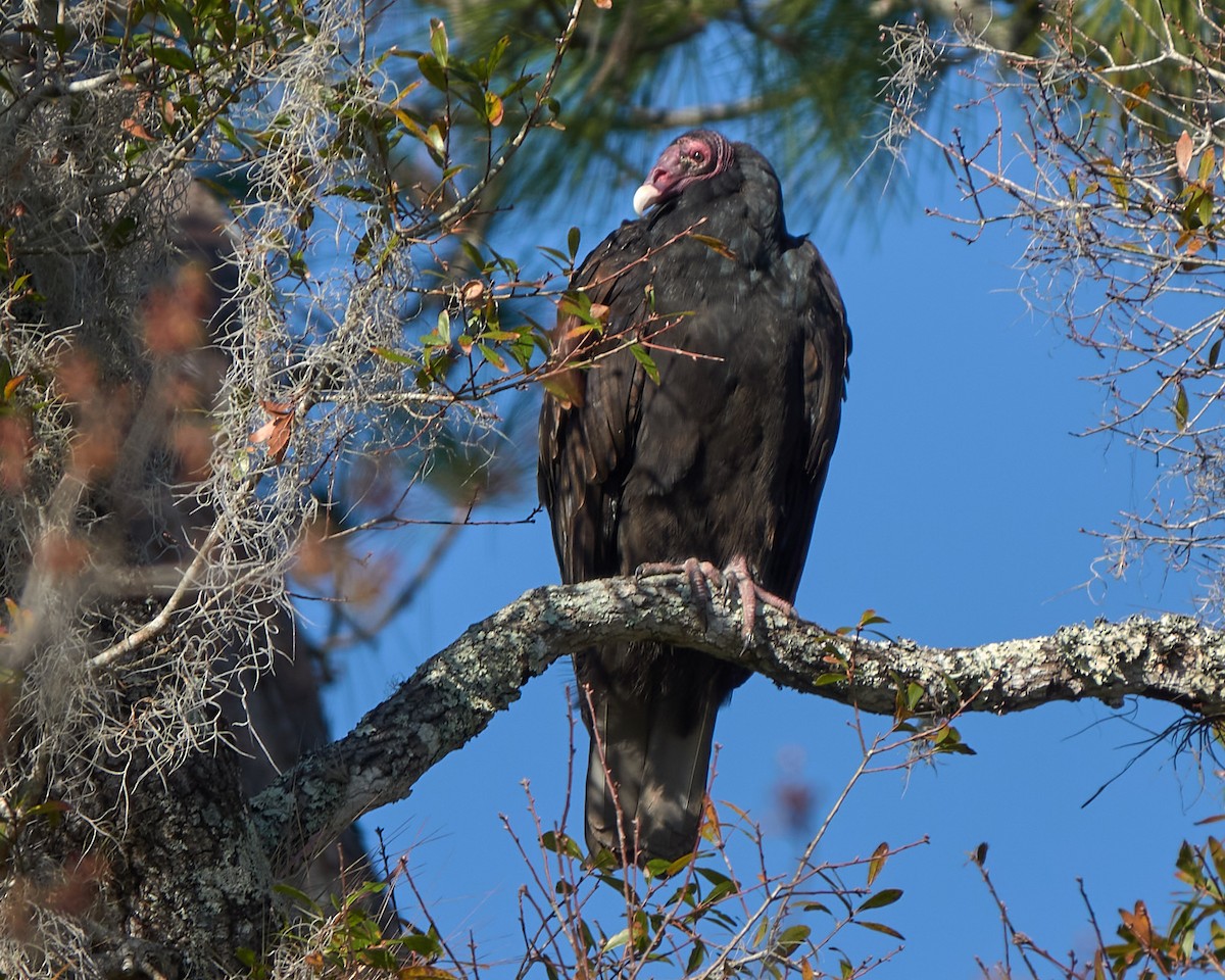 Turkey Vulture - ML628877226