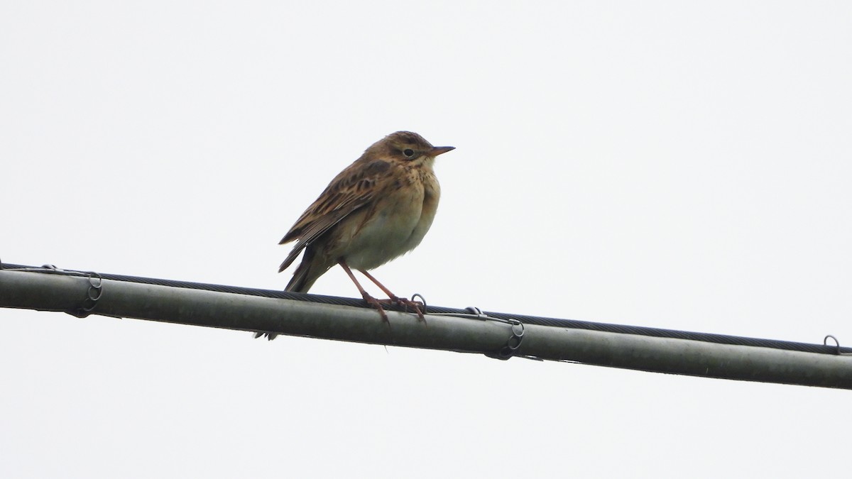 Richard's Pipit - ML628877227