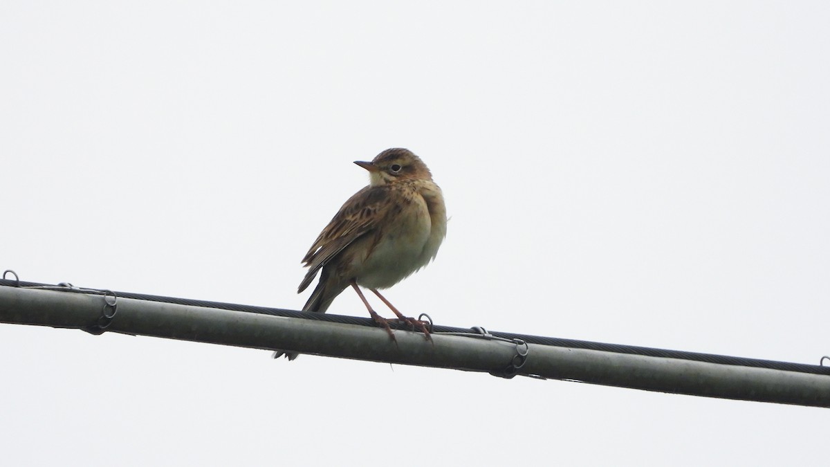 Richard's Pipit - ML628877228