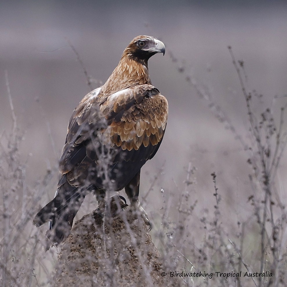Wedge-tailed Eagle - ML628877423