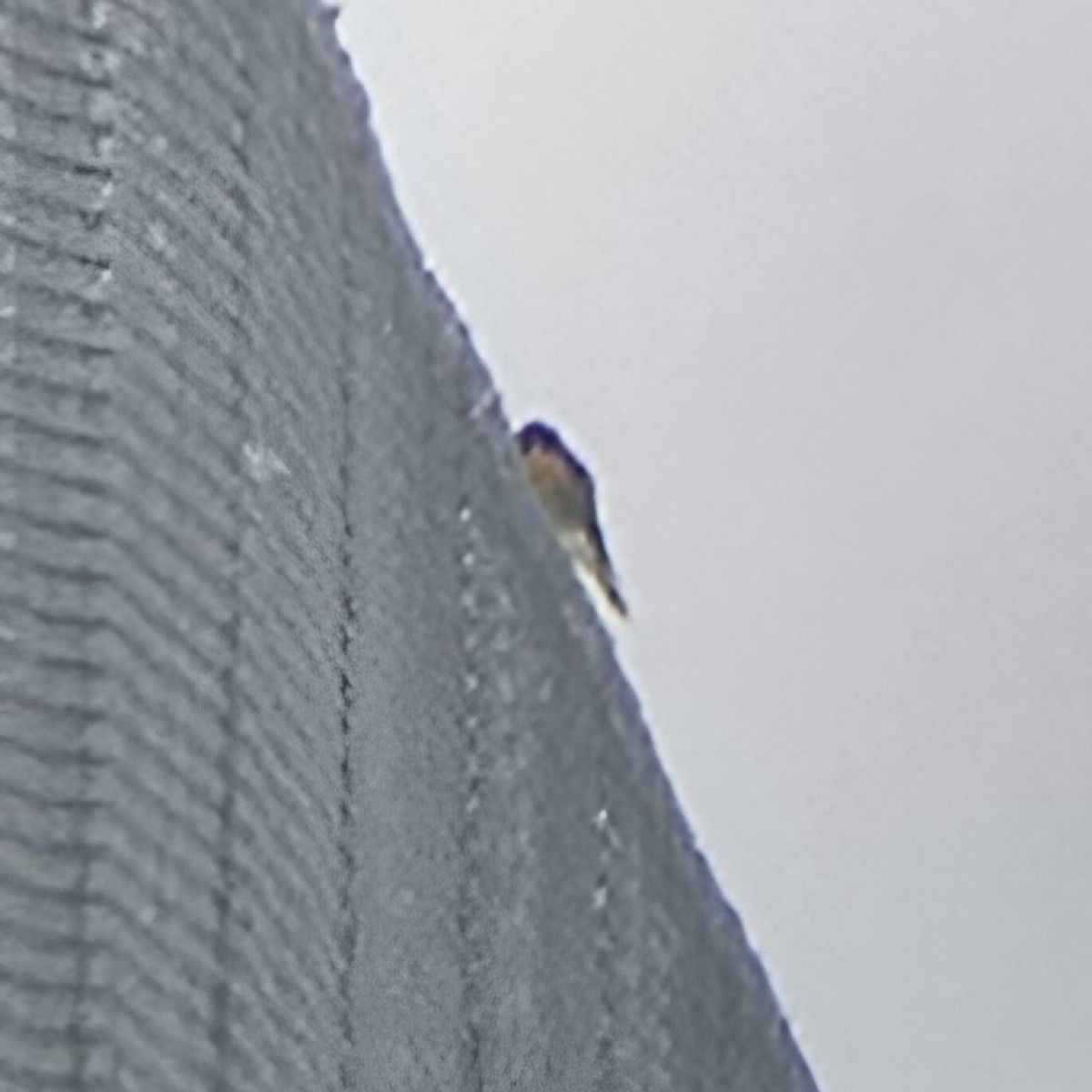 American Kestrel - ML628877528