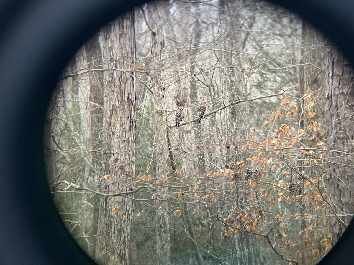 Red-shouldered Hawk - ML628877620