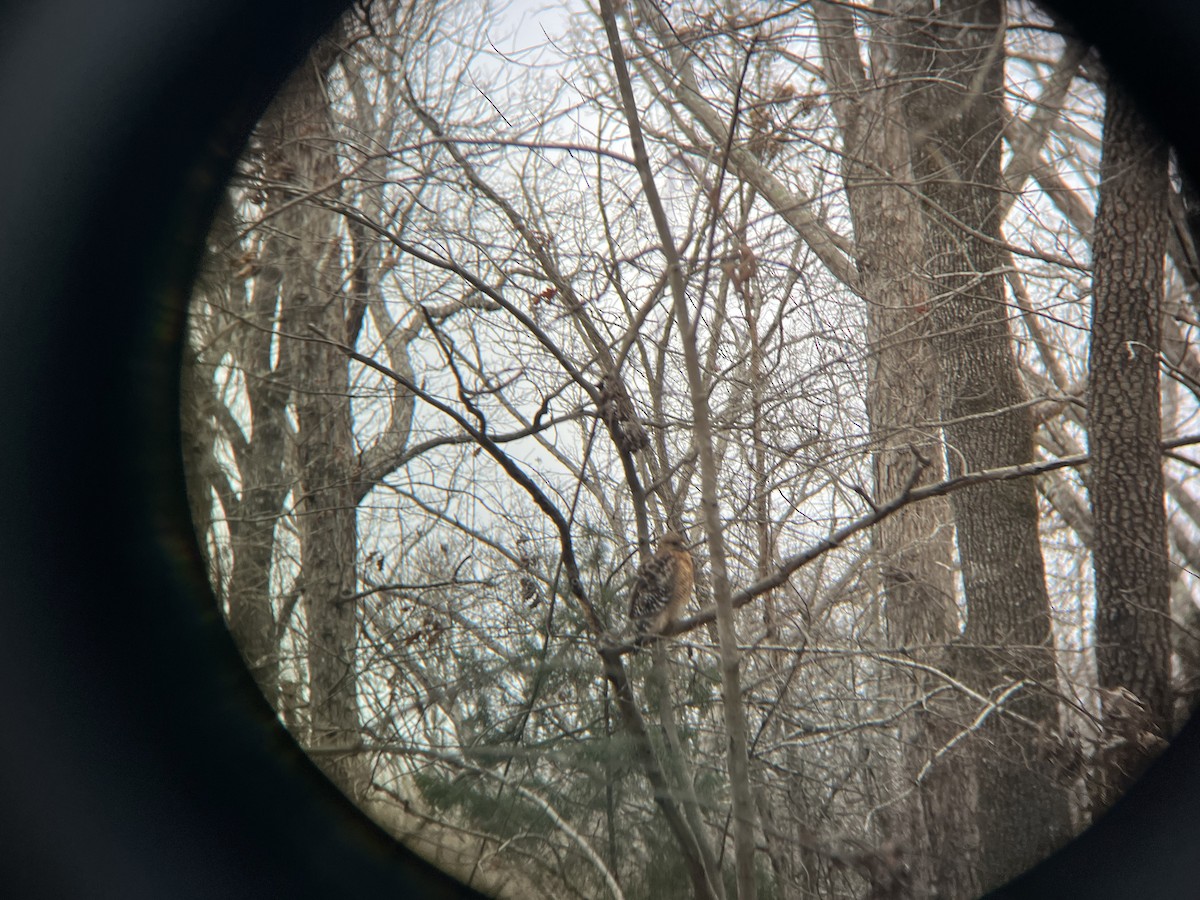 Red-shouldered Hawk - ML628877621