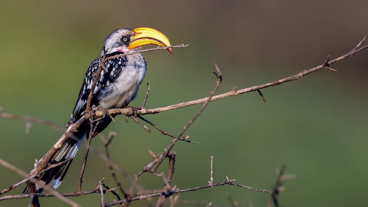 Eastern Yellow-billed Hornbill - ML628877800