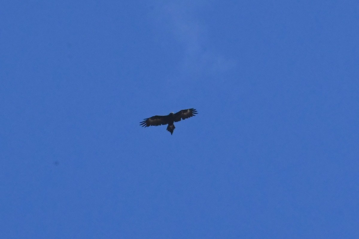 Wedge-tailed Eagle - ML628878136