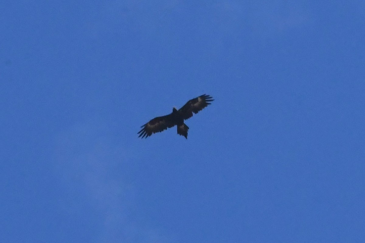 Wedge-tailed Eagle - ML628878148