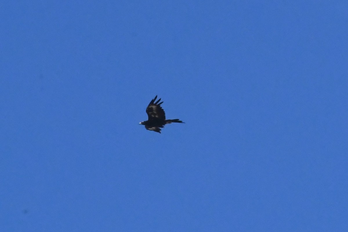 Wedge-tailed Eagle - ML628878153