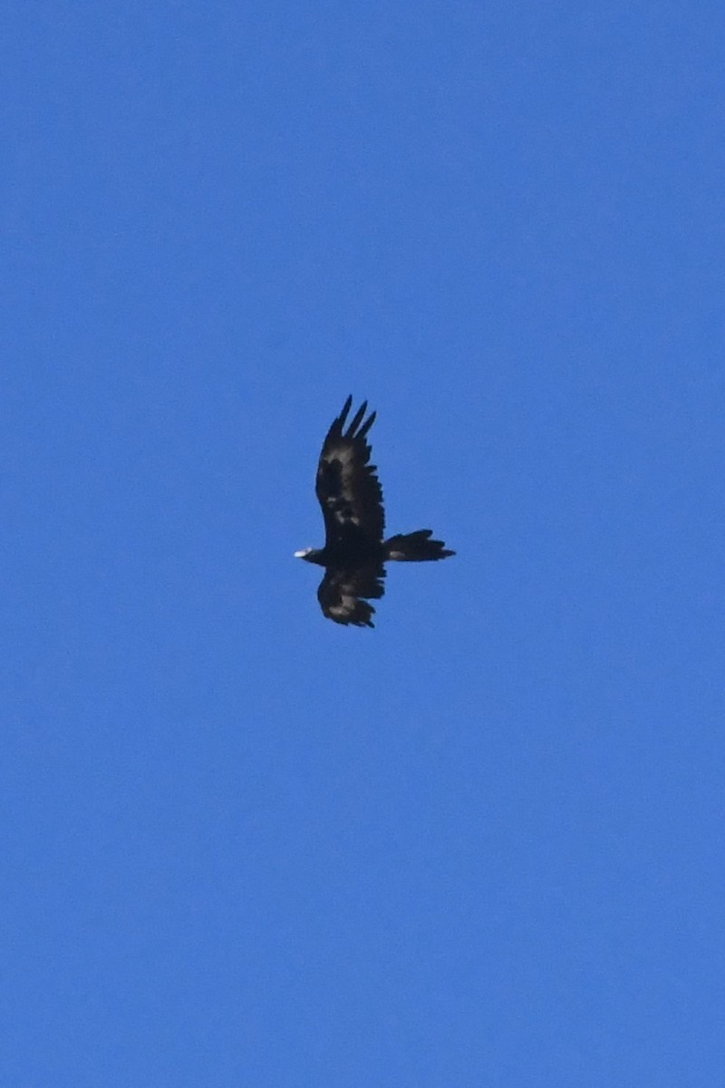 Wedge-tailed Eagle - ML628878173