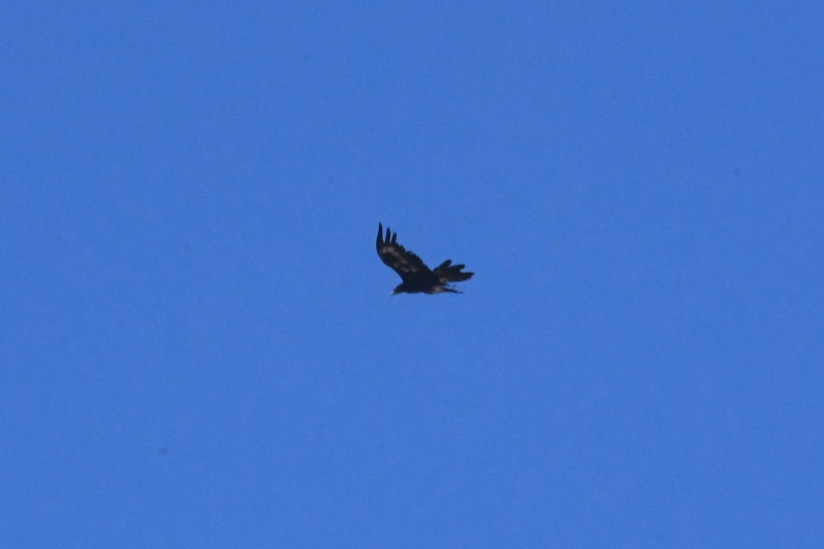Wedge-tailed Eagle - ML628878179