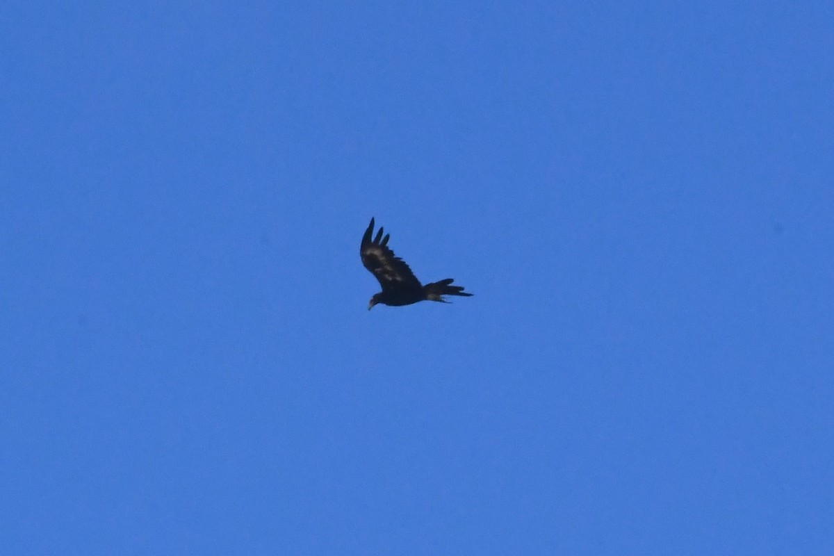 Wedge-tailed Eagle - ML628878191