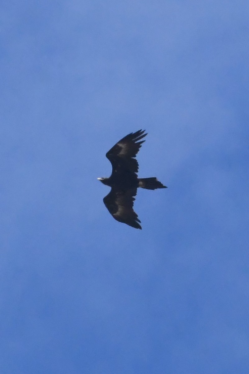 Wedge-tailed Eagle - ML628878197
