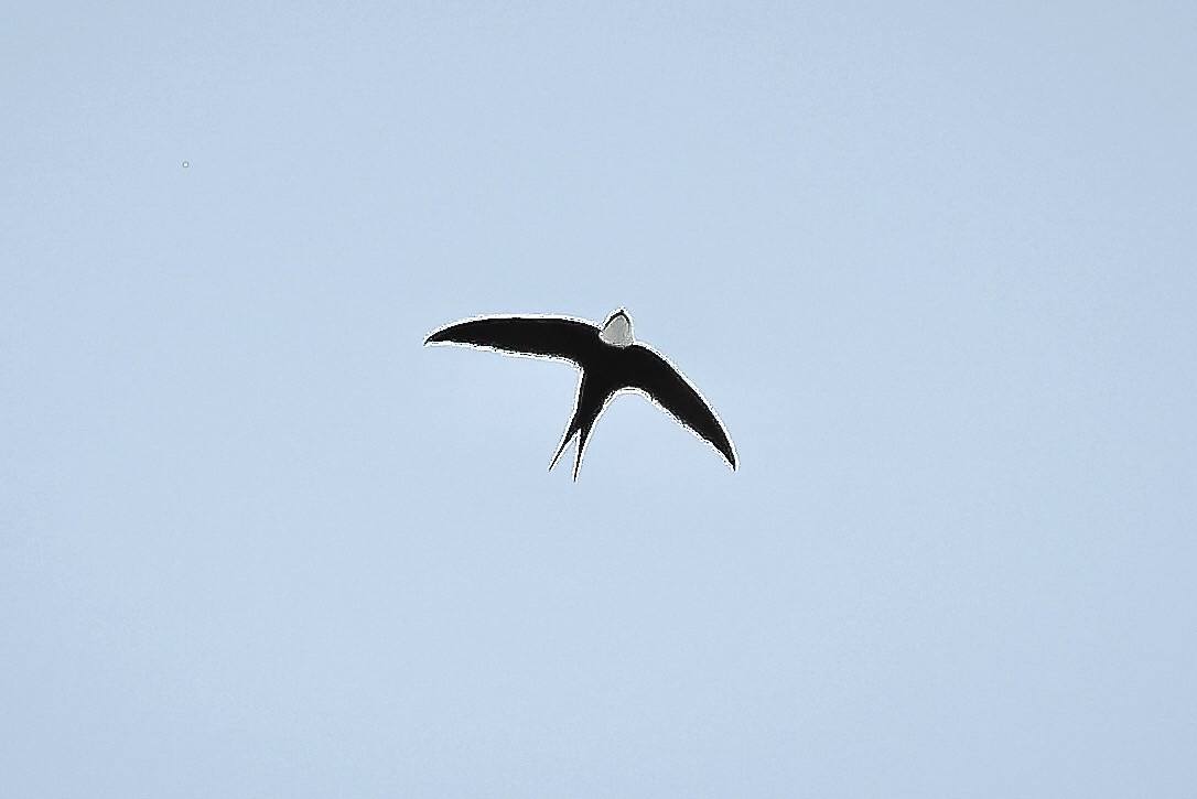 Lesser Swallow-tailed Swift - ML628878198