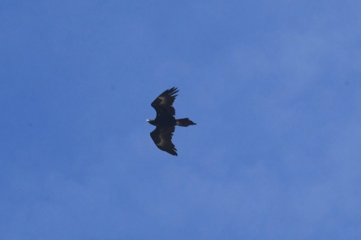 Wedge-tailed Eagle - ML628878201