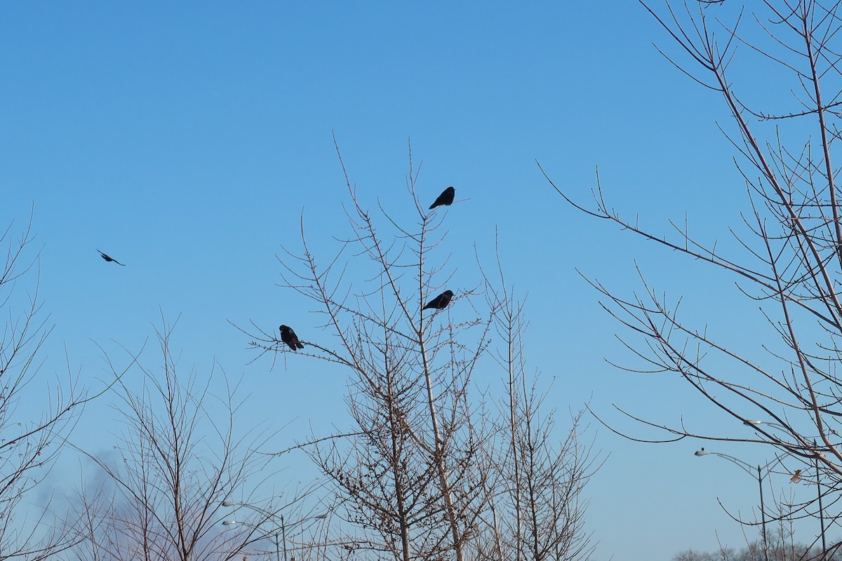 American Crow - ML628878365