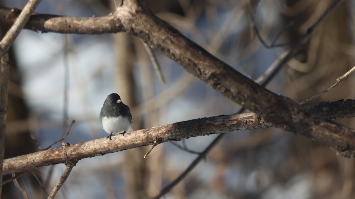 Dark-eyed Junco - ML628878421