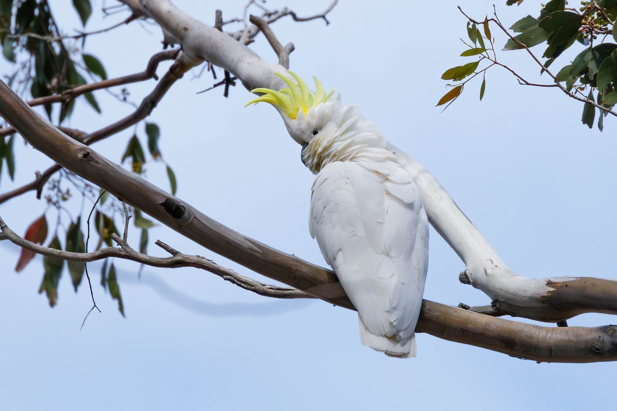 Sulphur-crested Cockatoo - ML628878423