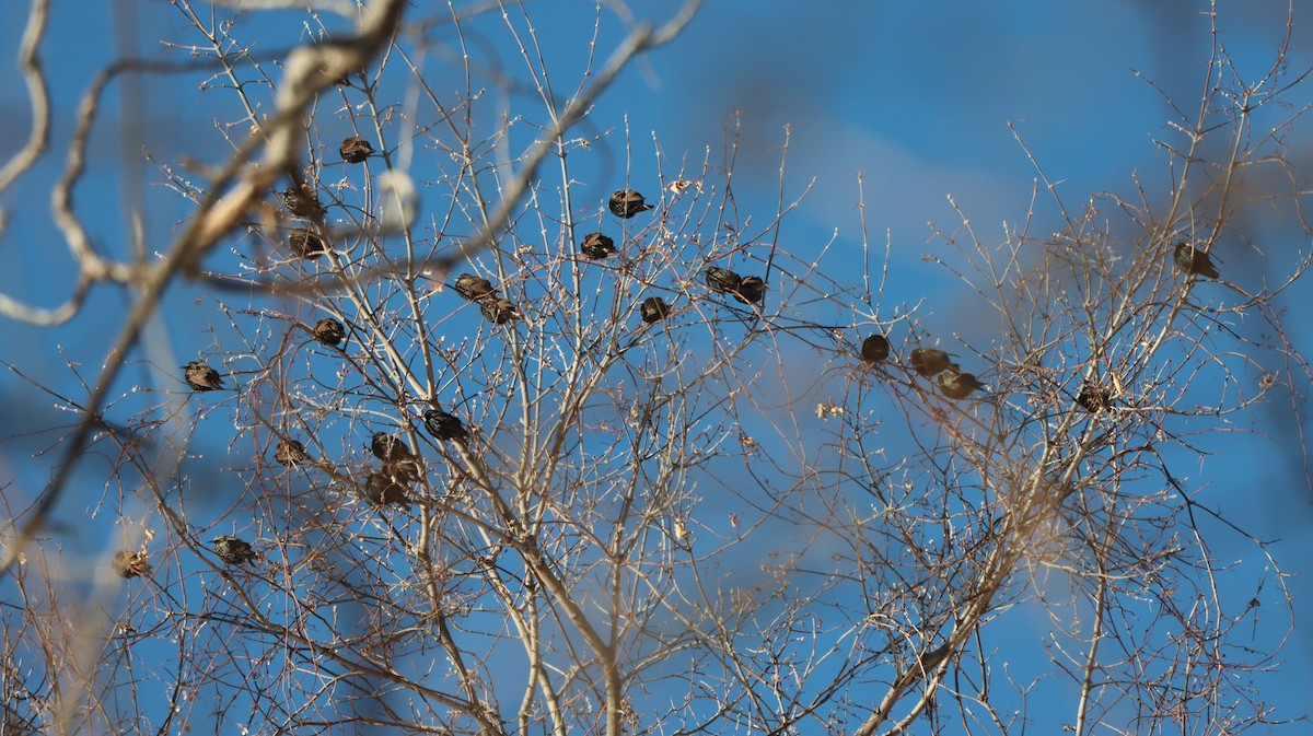 European Starling - ML628878458