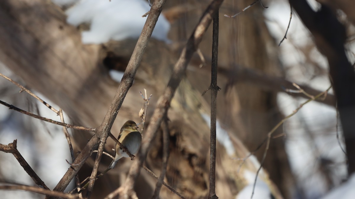 American Goldfinch - ML628878507