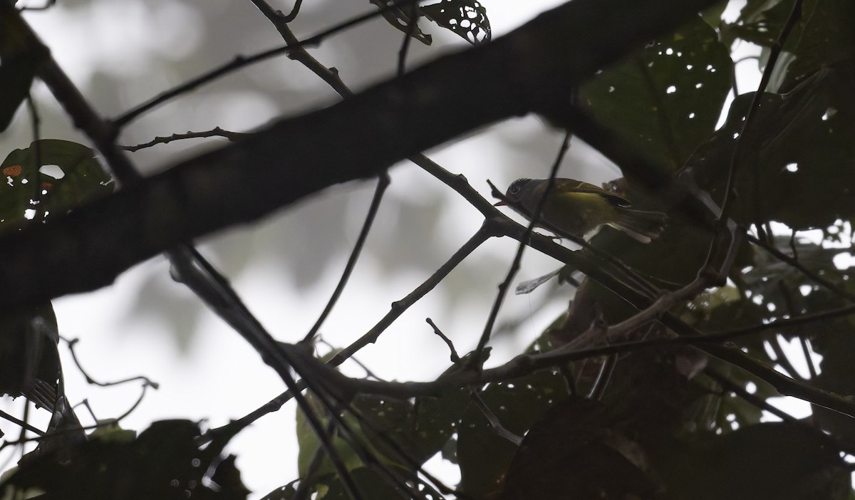 Chestnut-crowned Warbler - ML628878538