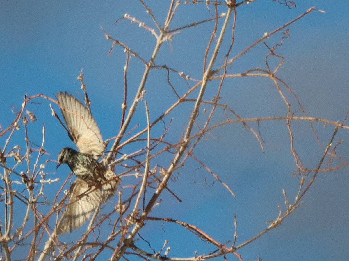 European Starling - ML628878636