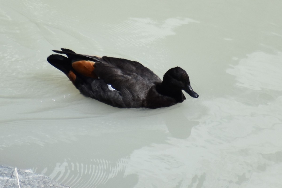 Paradise Shelduck - ML628878811