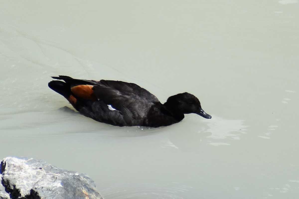 Paradise Shelduck - ML628878812