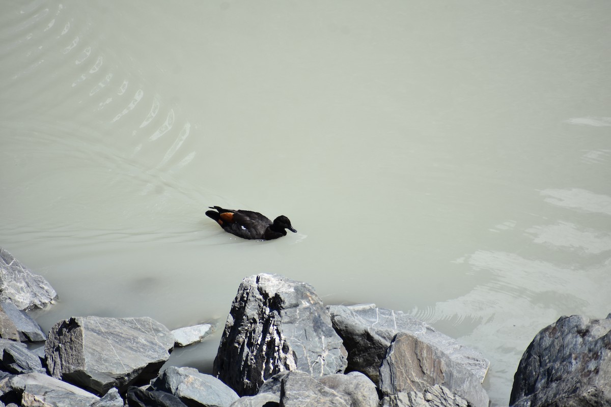 Paradise Shelduck - ML628878813