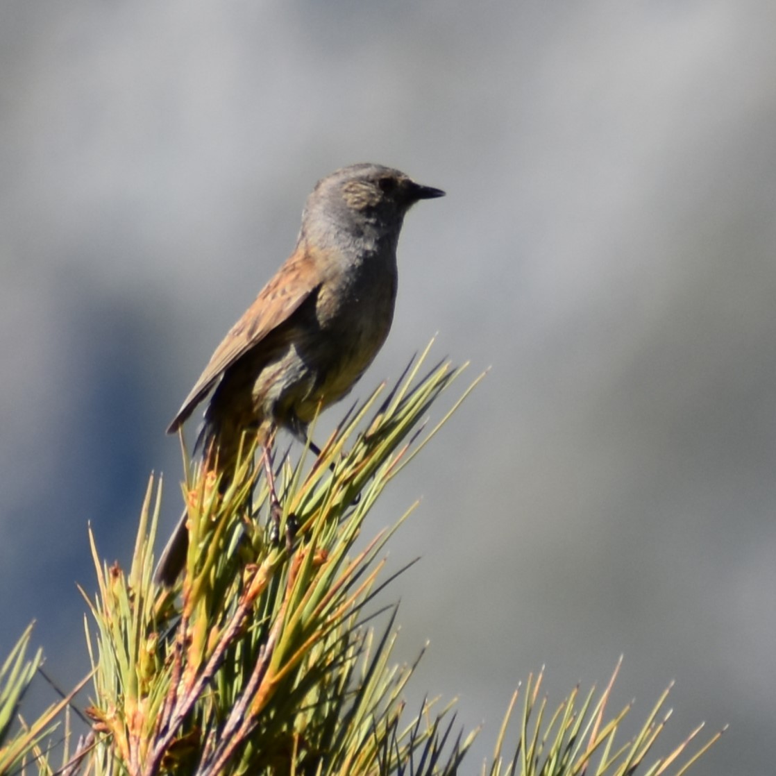 Dunnock - ML628878827