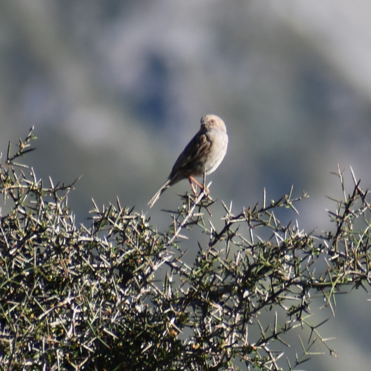 Dunnock - ML628878828