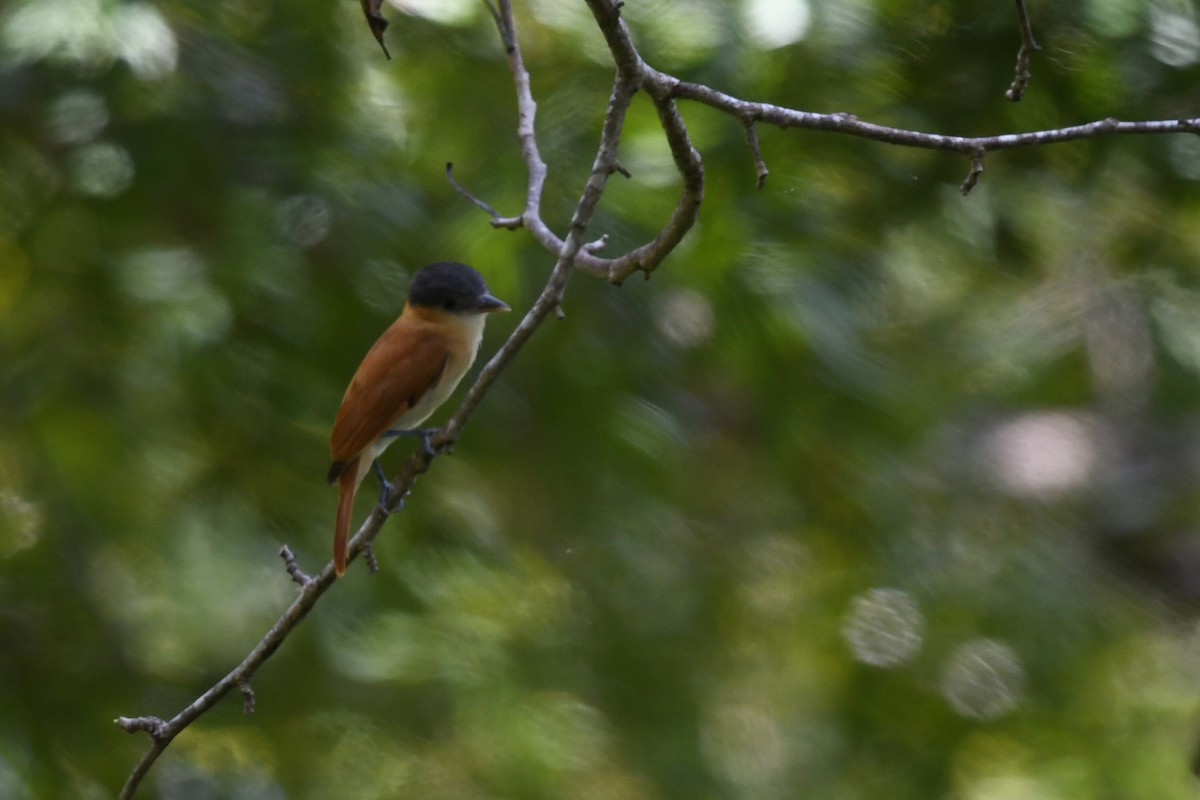 Розовогорлый бекард - ML628878956