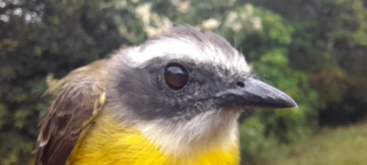 Social Flycatcher - ML628878959