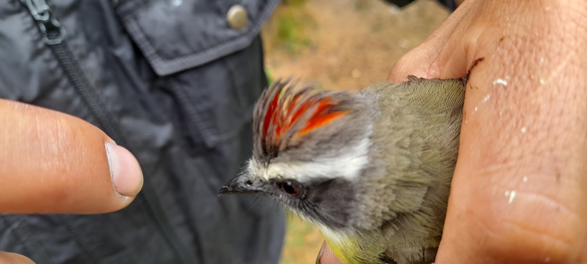 Social Flycatcher - ML628878963